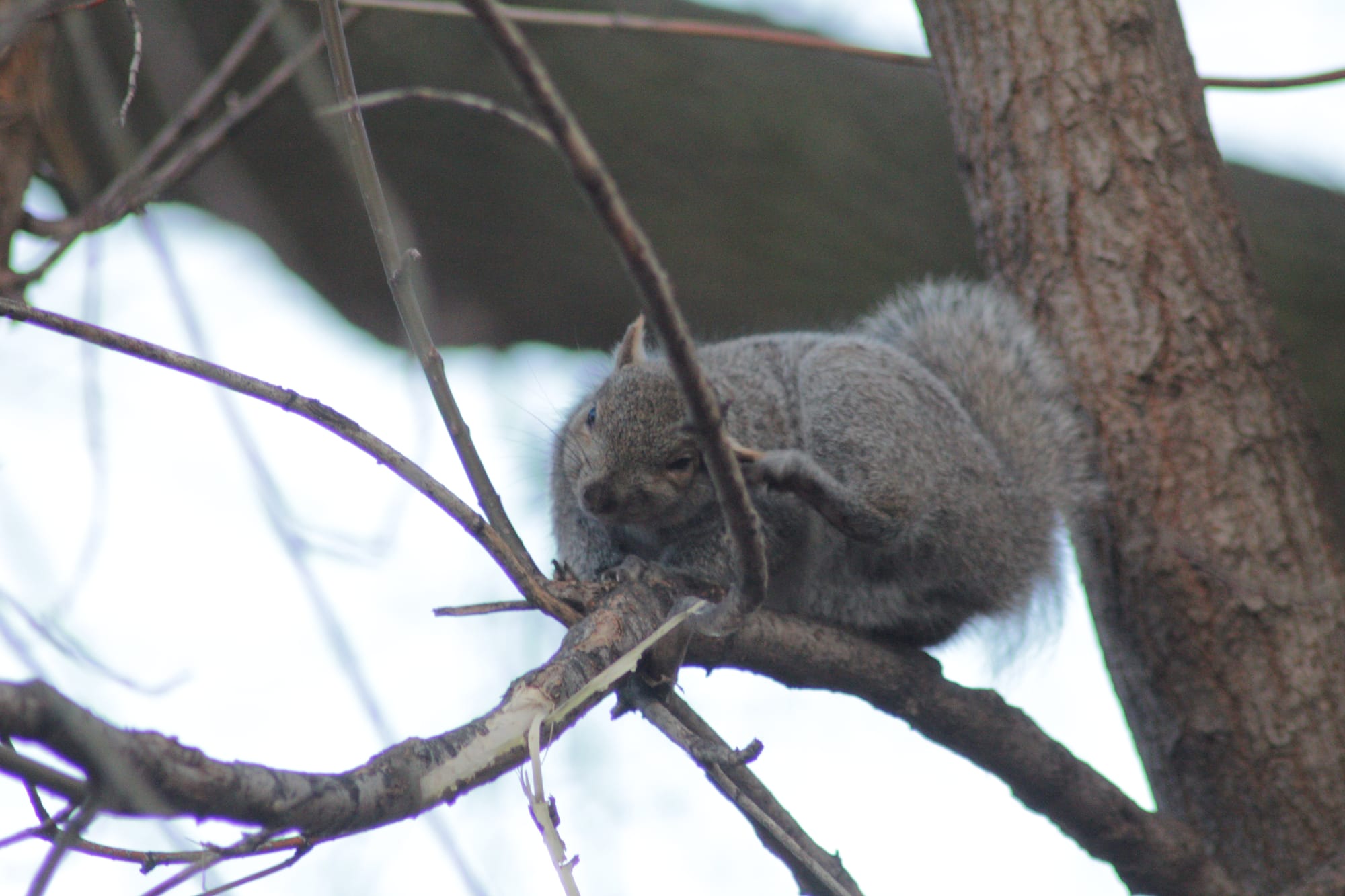 I got a DSLR