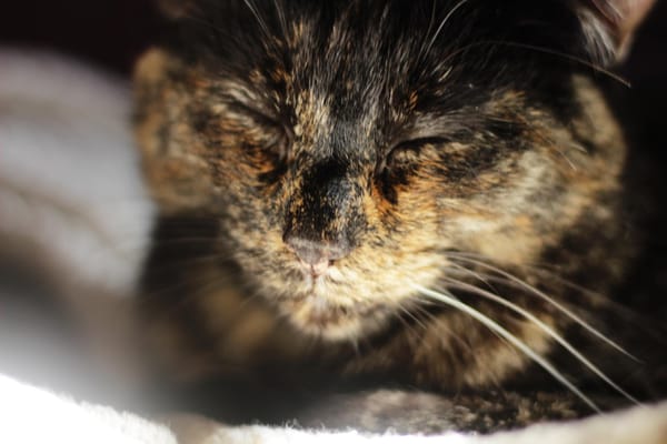 I got a DSLR